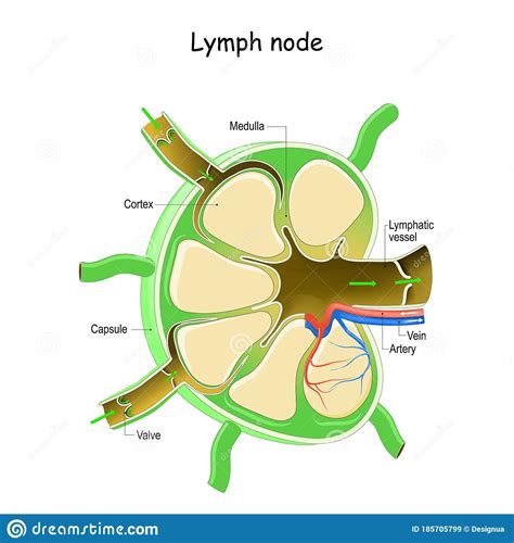 Lymph Node Anatomy Stock Vector Illustration Of Lymphocyte 185705799