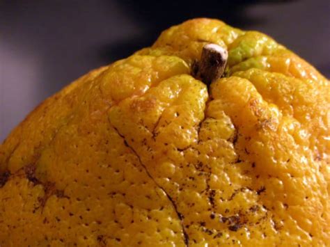 Show results for ugli fruit instead. Ugli Fruit Tree - HubPages