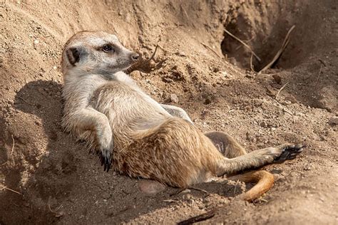 A Meerkat Lounges On Its Back Against A Dirt Mound Meerkat Smiles