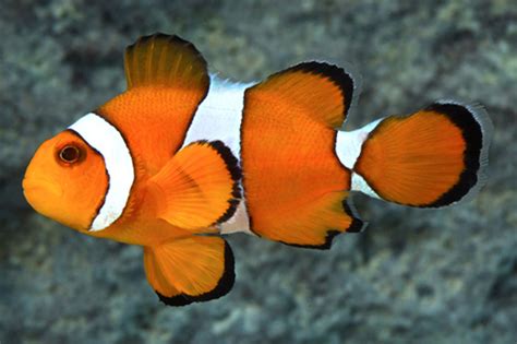 Percula Clownfish Io Large