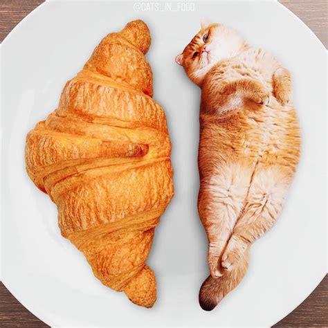 Cats Photoshopped Into Food Are So Cute You Could Just Eat Them Up My