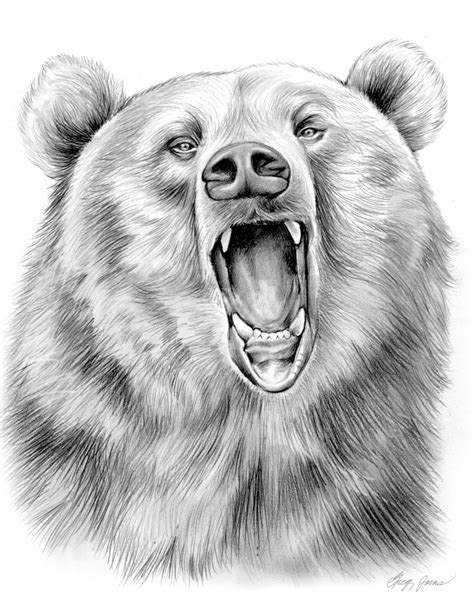 How to draw buddha face. Grizzly Bear in Graphite Pencil by gregchapin on DeviantArt