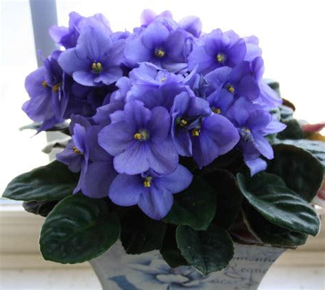 Halifax African Violet Societys African Violet Show And Sale