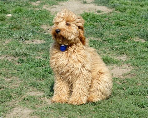 These are from our previous litters. Mini Goldendoodle Full Grown What size is your mini ...