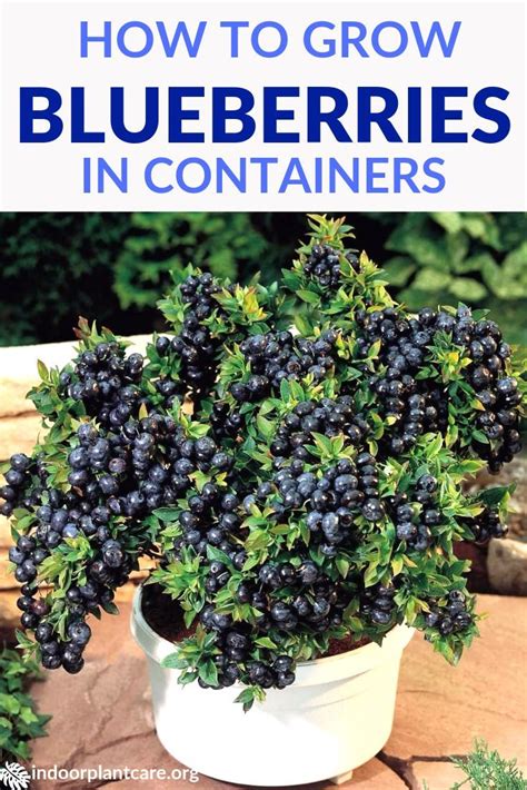 How To Grow Blueberries In Pots Indoor Plant Care Container
