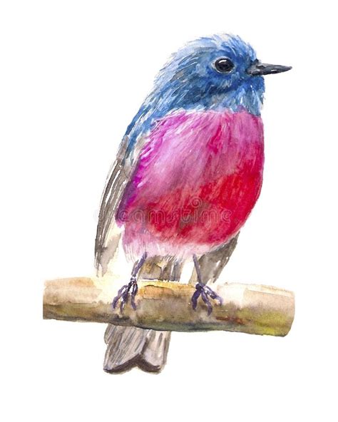Pink Bird Watercolor Stock Illustration Illustration Of Songbird