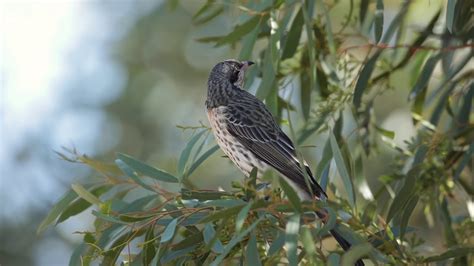 The Unique And Inimitable Spiny Cheeked Honeyeater Acanthagenys