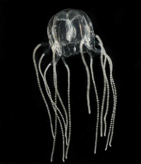 Smithsonian Insider Caribbean Box Jellyfish Now Thriving In Southern