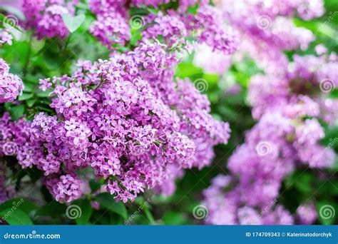 Blossom Lilac Flowers In Spring In Garden Branch Of Blossoming Purple