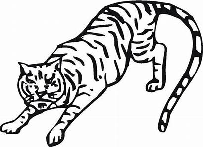 Coloring Tiger Pages Lion Lrg Animals Coloringpages101