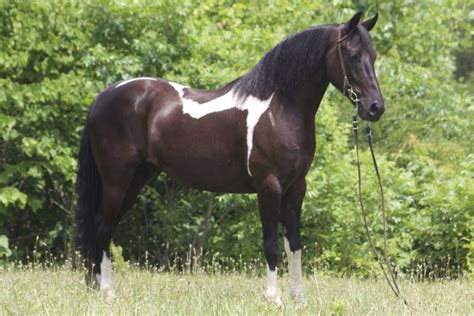 Black White Spotted Gelding Oreo Classic Horse Auction