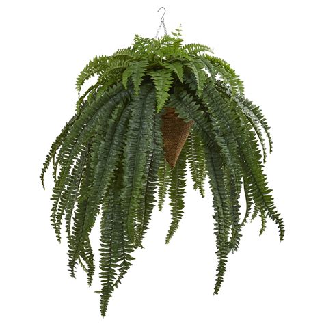 Free shipping on orders over $25 shipped by amazon. Earthflora > Boston Fern > 50" Giant Boston Fern ...
