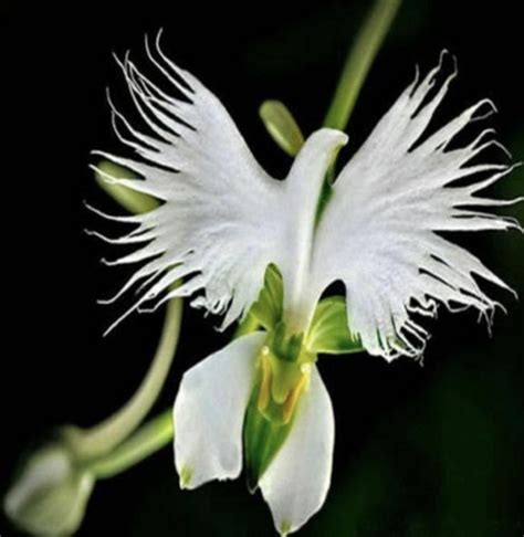White Dove Orchid Fresh Seeds Plant 10pcs Seeds Make Potted Etsy In
