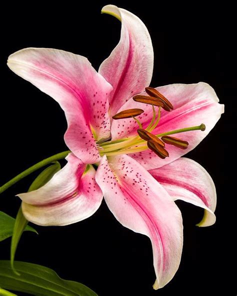 Pink Lily Trendy Flowers Exotic Flowers Amazing Flowers Lily