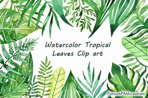 Leaf swiss cheese plant palm branch art tropics, tropical leaves, illustration of green leaf png clipart. Watercolor Tropical Leaves Clip art ~ Illustrations ...