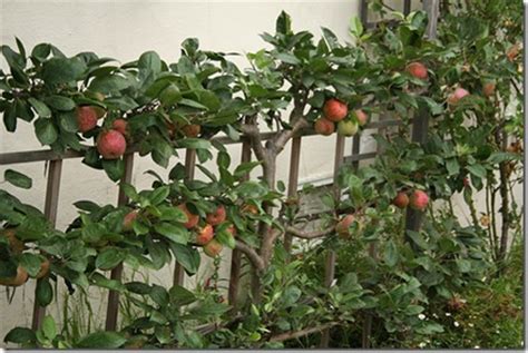 Recommended fruit trees for the puget sound. January Garden Maintenance for the Pacific Northwest