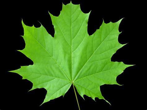 The Meaning And Symbolism Of The Word Leaves