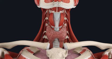 Anatomy Of The Thyroid Complete Anatomy