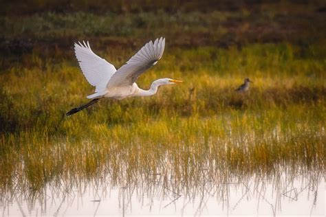 Great White Egret Flying Over Stan Schaap Photography