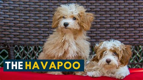 havapoo   havanese poodle mix  smartest dog    meet