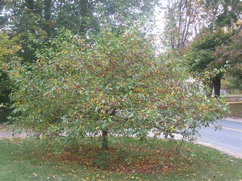 Pruning And Trimming Flowering Crabapple Trees C