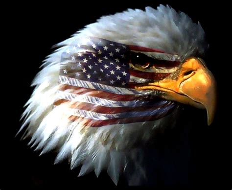Bald Eagle American Flag Photos Image Wallpapers Hd 116025 Hot Sex