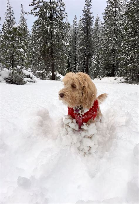 Heides First Snow Day Australian Labradoodle Snow Dogs Labradoodle