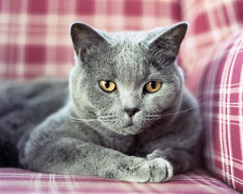 British Shorthair Cat Pictures And Information Cat