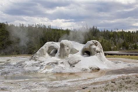 Get To Know Grotto Geyser Yellowstone Naturalist