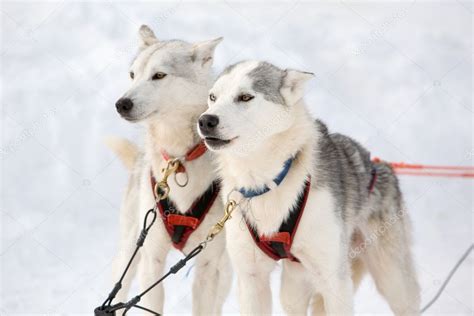 Husky Sled Dogs Stock Photo By ©molka 6287511