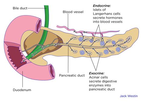 Pancreas Digestive System Mcat Content