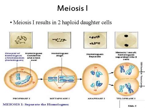 Meiosis Making Sperm And Egg Cells Dna Passes