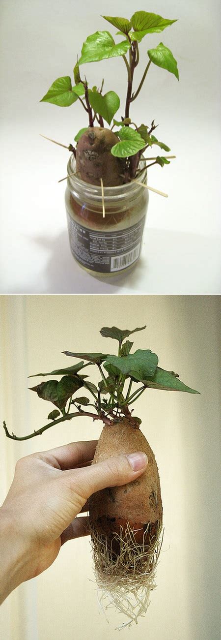 How To Grow Sweet Potato Plants
