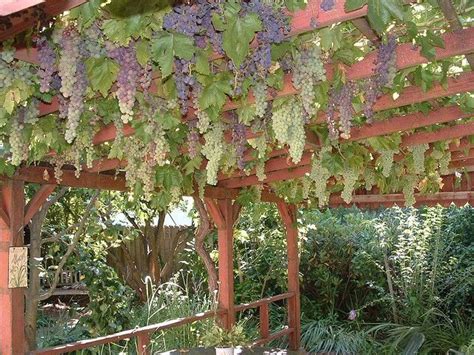 Growing Grapes On Pergola With Overhead Trellis 1000 Grape Vine