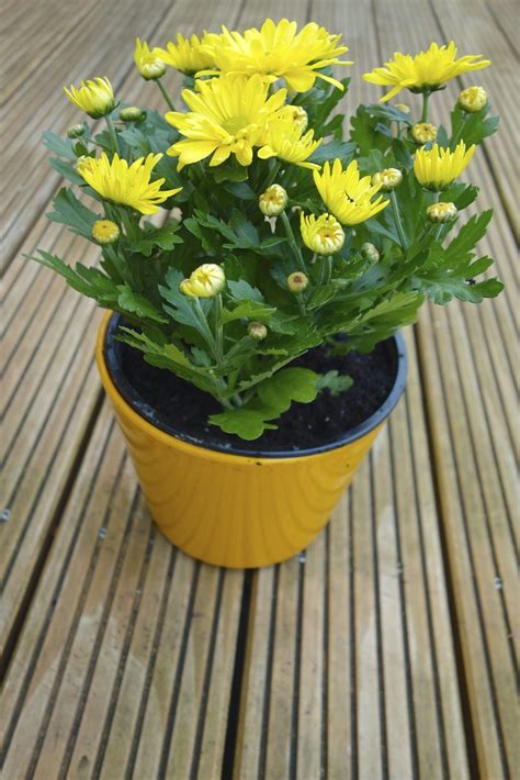 Fill the pot or planter about two. Repotting Chrysanthemums - When And How To Repot A Mum Plant