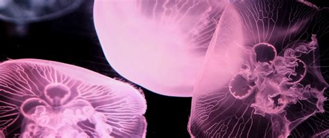 Download Wallpaper 2560x1080 Jellyfish Underwater World Tentacle