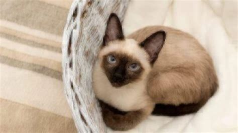 Cat Facts Siamese Cats Healthy Paws Pet Insurance