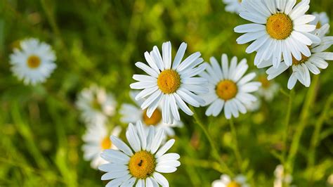 Surprising Facts About Oxeye Daisy Facts Net