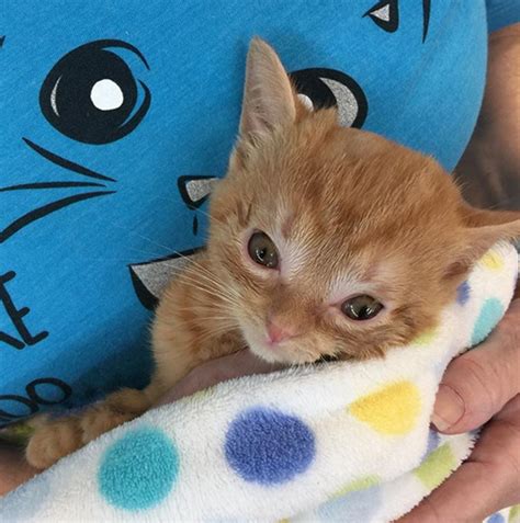 Meet The Tiny Kitten With Hydrocephalus Who Is Thriving After She Had
