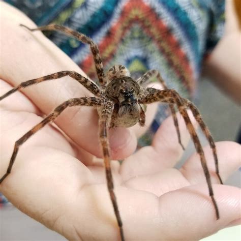 Are Other House Spiders Afraid Of Daddy Long Legs Spiders Quora