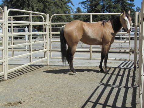 Dappled Buckskin By Cowgirl2283 On Deviantart