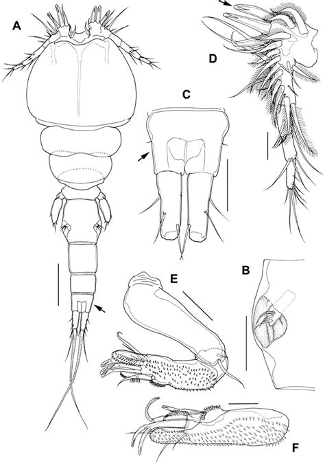 Figure 1 From A New Species Of Parasitic Copepod Nothobomolochus And
