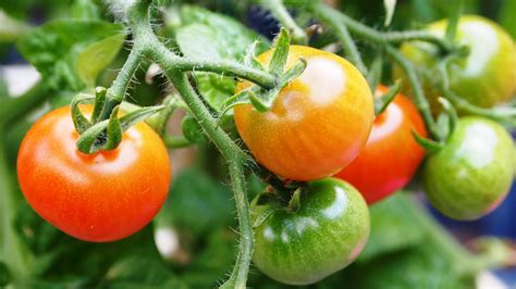 Planting Tomatoes Espoma