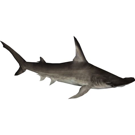 Collection Of Hammerhead Shark Png Hd Pluspng
