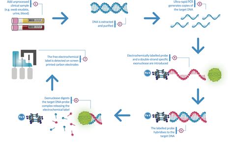 Polymerase chain reaction (pcr) is a method widely used to rapidly make millions to billions of copies of a specific dna sample, allowing scientists to take a very small sample of dna and amplify it to. Electrochemical PCR and its revolutionary role | Scientist ...