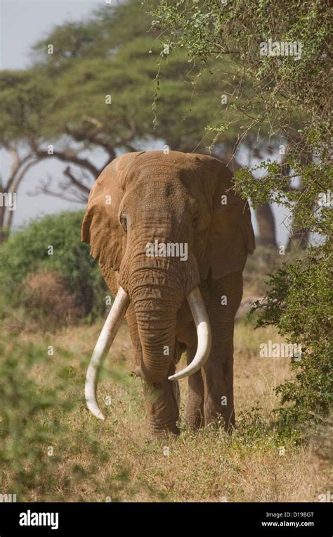 Massive African Bull Elephant With Big Tusks Stock Photo 52452424 Alamy