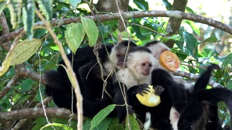 Monkeys Use Insect Repellent Youtube