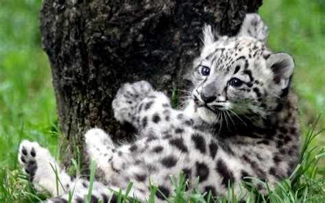 So Cute Animais Bonitos Animais Filhotes Filhote De Leopardo