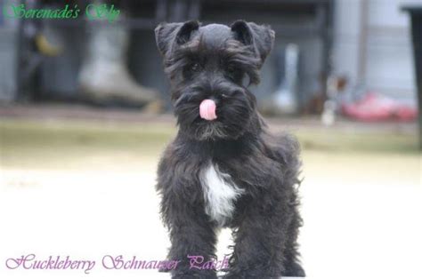 The current median price for all giant when we picked her up in nc and put her in the car, heidi immediately mothered her. Black Miniature Schnauzer Puppies Now!! for Sale in Coats, North Carolina Classified ...
