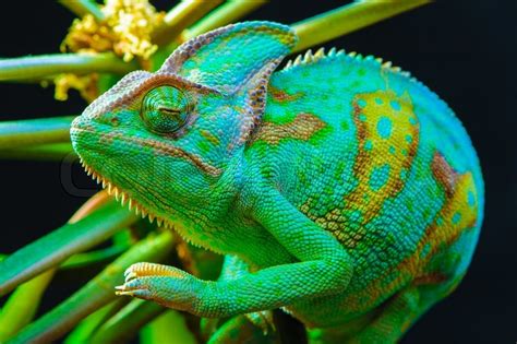 Download alle foto's en gebruik ze zelfs voor commerciële projecten. One Yemen chameleon | Stock Photo | Colourbox